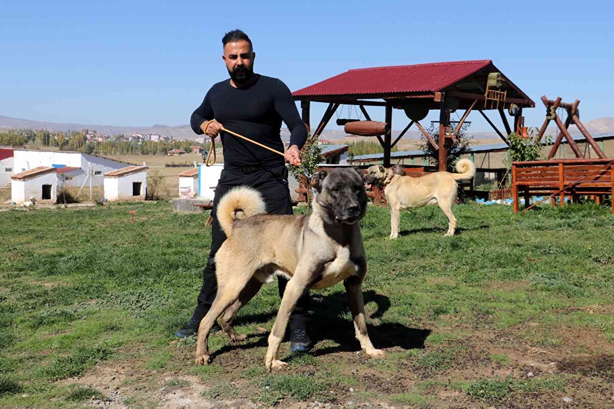 Son zamanlarda milli değerimiz Kangal köpeklerimiz yurtdışından oldukça talep görmektedir. Özellikle Arap ülkelerinden oldukça talep görmektedir. Yetişkin damızlık köpeklerimiz 40-50 bin dolar fiyat görüyor dedi.