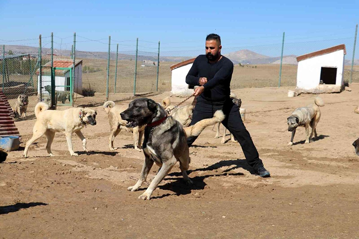 Tabi ki yavrularımızın da yurt dışına çıkması için bir takım izinleri var. İzinlerimiz olursa yurtdışına göndereceğiz. Tabi yine sıcak ülkelere göndermemek şartıyla. Yurtiçinde de araba ve ev fiyatlarına satılıyor.