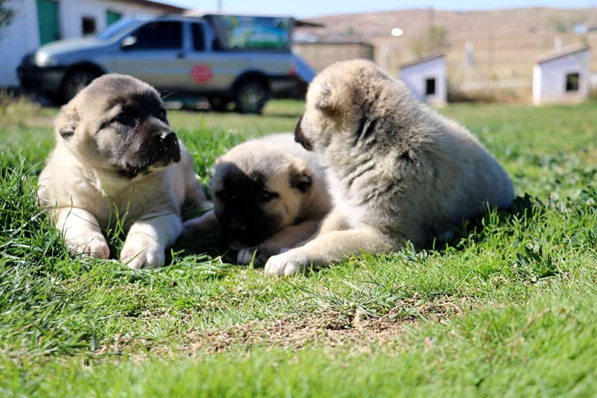 Ama milli değerimizin yurtdışından o fiyatları görmesi bizi onurlandırmaktadır. Yetişkin köpeklerimiz 40-50 bin dolar civarında fiyat görmektedir. Fakat biz yabancı ülkelere yavrulardan temin etmeyi düşünüyoruz.