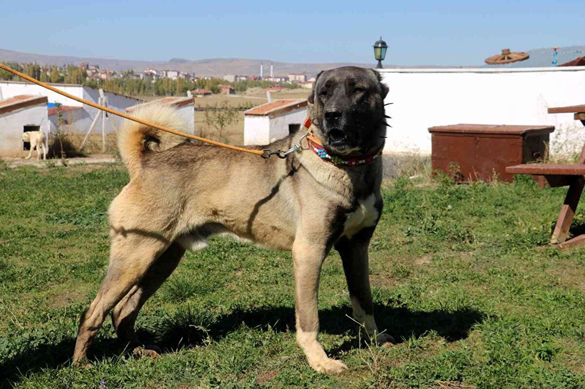 Uzman Kangal yetiştiricisi Ümit Taşdelen, Kangal köpeğinin Arap ülkelerinden oldukça talep gördüğünü söyleyerek, “Milli değerimiz olan Kangal köpekleri namını salmaya devam ediyor.