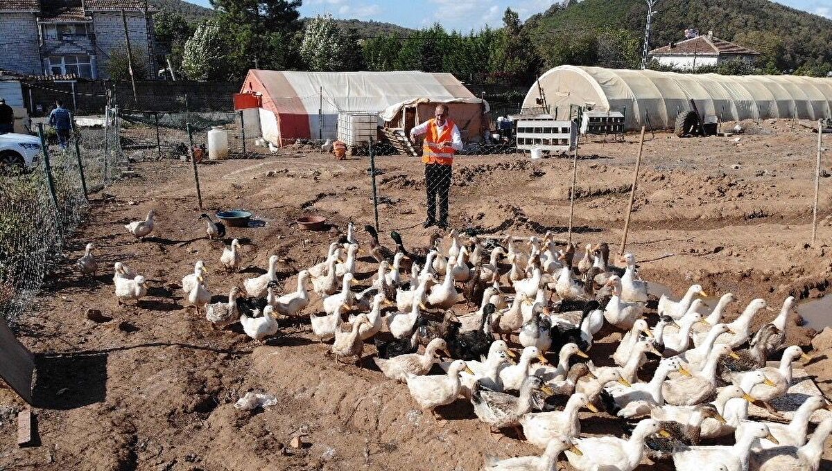 Şahin, “Tavuklar önce yemini yer, suyunu içer. Suyunu içip karınları doyduktan sonra müzik sistemine geçer. Müzik ruhun gıdasıdır ve tavuklar da müzikten anlar. Müziği ben de çok seviyorum. Müzik kullanıldığı zaman verim artıyor ve kaliteli yem de kullanılırsa üretimde de verim artıyor. Tavuklar öncelikle Cüneyt Tan, Muazzez Abacı, Bülent Ersoy, Ceylan Avcı ve Sabahat Akkiraz'ın müziklerini çok dinliyorlar. Müzikle verim arttığı için 24 saatte çift yumurta alıyoruz diye konuştu.