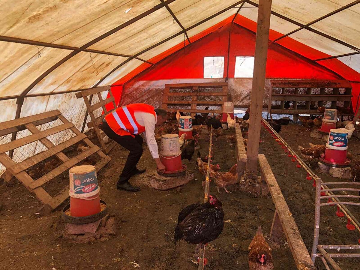 İstanbul'da 55 yıldır yumurta üreticiliği yapan 65 yaşındaki Cahit Şahin, yumurtanın niteliğini ve verimini arttırmak adına sıra dışı bir yönteme başvurdu.