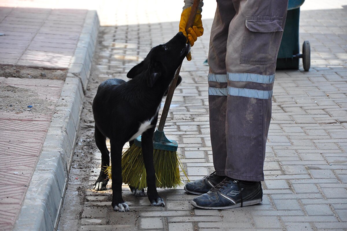 Hayvanlara sahip çıkılması gerektiğine dikkat çeken Özdemir, Saruhanlı Belediyesi'nde temizlik işçisi olarak görev yapıyorum. Köpeği, caminin önünü süpürdüğüm sırada gördüm ve ekmek verdim. O günden beri kardeş gibi olduk. Köpeğin adını 'Arap' koydum. Sokakta birlikte çalışıyoruz, bana arkadaşlık ediyor, birlikte vakit geçiriyoruz. Bir aydır arkadaş, dost olduk. Benim onu sevdiğim gibi, köpek de beni sevdi. İşimden dolayı bütün sokakta çalışıyorum. Bu süreçte beni bir an olsun yalnız bırakmadı. Aldığım maaşı da birlikte yiyoruz. Bazı insanlar hayvanları dövüyor ya da öldürüyor. Hayvanların da canlı olduğunu unutmamalıyız, sahip çıkmalıyız dedi.