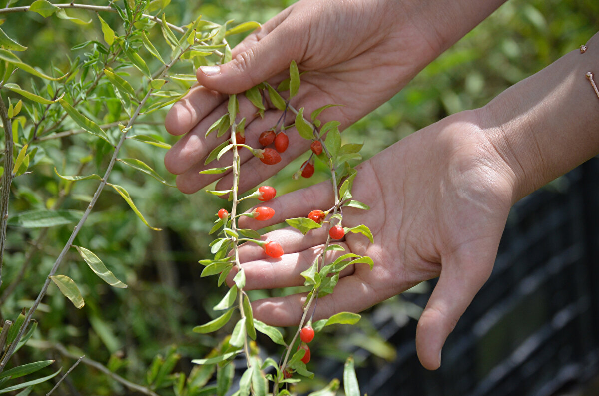 Mehmet Çekil, 7 yıl önce Hasandağı eteklerinde bin 300 rakımlı Kargın köyüne, anavatanı Tibet olan 'goji berry' fidanlarını dikti. Üretimin istenilen seviyede olması ve taleplerin artmasıyla tarlasını 57 dekarlık alana çıkaran Çekil, yıllık ortalama yaş ve kuru 25 ton gojy berry meyvesi üretiyor.<br>