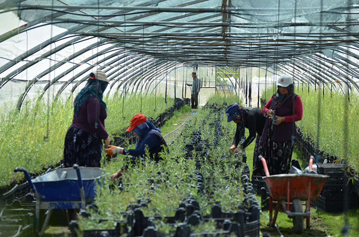 Sdn 2 yıldır yoğun talep olduğunu belirten Mehmet Çekil, “Son 2 yıldır iç piyasadan goji berry’e yoğun bir talep var. Bağışıklık sistemini güçlendirip vücut savunmasını arttırıyor. Çinlilerin bunu COVID-19 ile mücadelede kullandıklarını biliniliyor. Yurt dışından ciddi talepler alıyoruz. Özellikle Anadolu’da genel olarak doğal yetiştirilen goji berryler için Avrupa Birliği 2015 yılında Çin’den ithalatı durdurdu.<br>