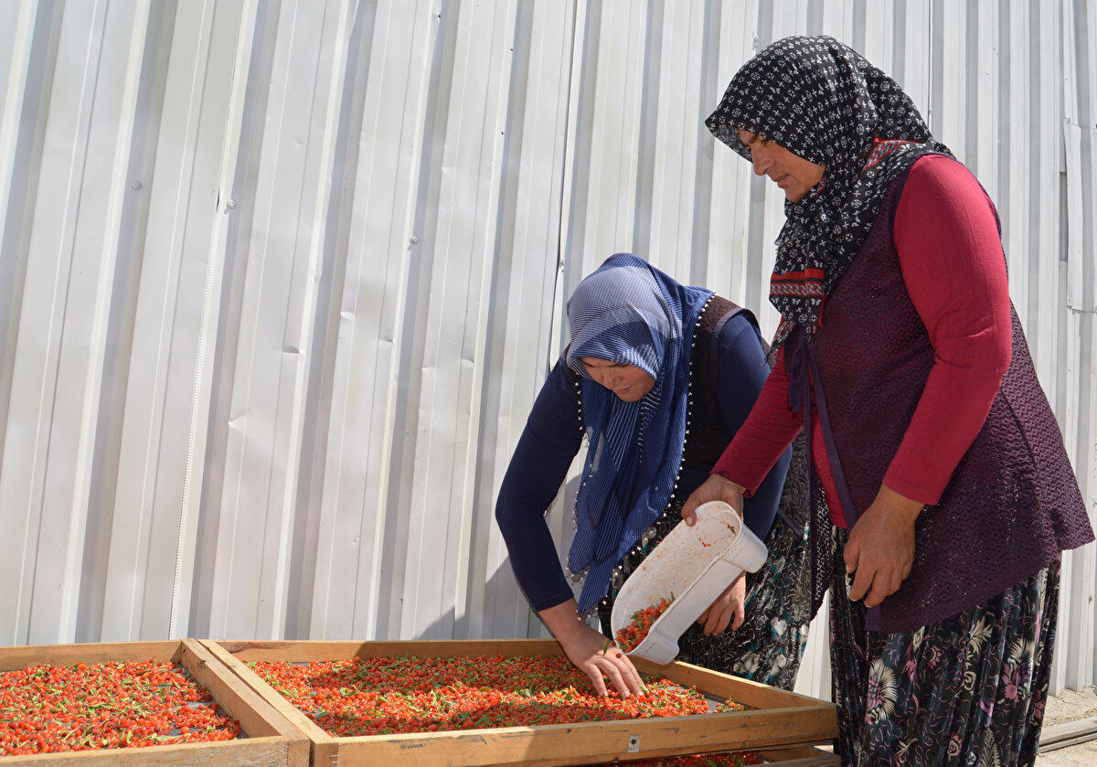 Üründen, turşu ve reçel de yapıldığını ifade eden Çelik, şunları söyledi:<br><br>'' Biz turşu, reçel, marmelat, çay ve balını yapıyoruz. Birçok gıda sektöründe de kullanılıyor. Zahmeti az olan bir bitki ve su isteği az. Herhangi bir hastalığı yok. Ürünün tek zararlısı kuşlar. Kuşlar içinde fileyle önlem alıyoruz. Zor olan kısmı ise toplanmasıdır. Meyveleri tek tek topluyoruz. Birden fazla işçiyle yapılması gereken bir iş olduğu için köydeki kadınlara da çalışma imkânı sağlamış oluyoruz.<br><br>