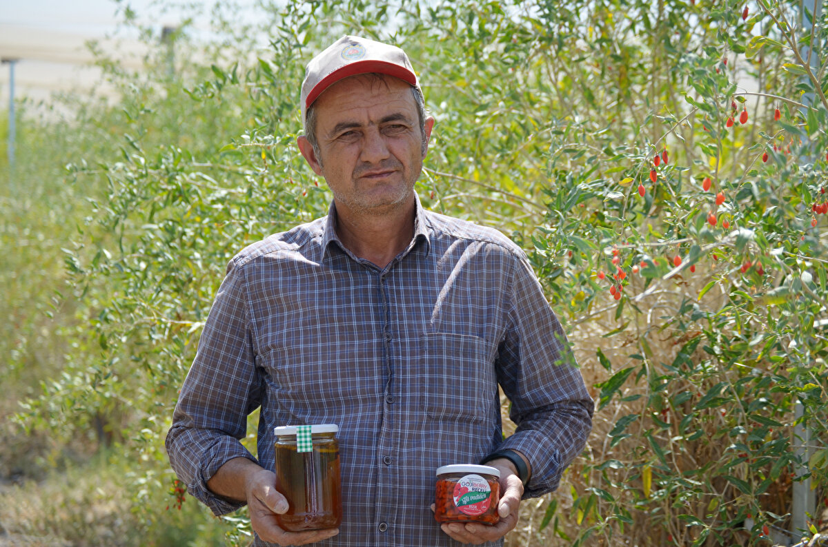 Köyde goji berry üzerine bir de kadın kooperatifi kurduk. 35 dekar alana Tarım İl Müdürlüğü tarafından bir bahçe kuruluyor. Mayıs ayında çiçek açmaya başlıyor ve kasım ayına kadar sezonda 7 - 8 kez ürün alıyoruz.<br>