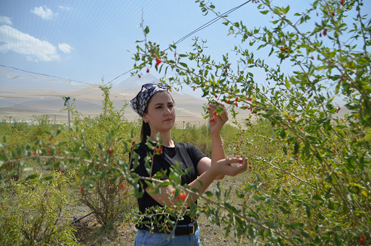 Analizlerde ürünün selenyum açısından çok zengin olduğunu fark ettik. Diğer şehirlerde yetişen goji berry ile arasında ciddi bir selenyum farkı var. Selenyum insan vücuduna çok faydalı. Her meyvede bulunmuyor ve bulunan meyvede ise çok az miktarda bulunuyor. Bunun sebebi ise Hasandağı eteklerinde bulunmamızdır. Anadolu’nun atıl vaziyette olan ve kurak topraklarında rahatlıkla yetişen bir bitki. Kurak ve atıl vaziyette olan topraklarımız goji berry ile değerlendirilebilir”<br>