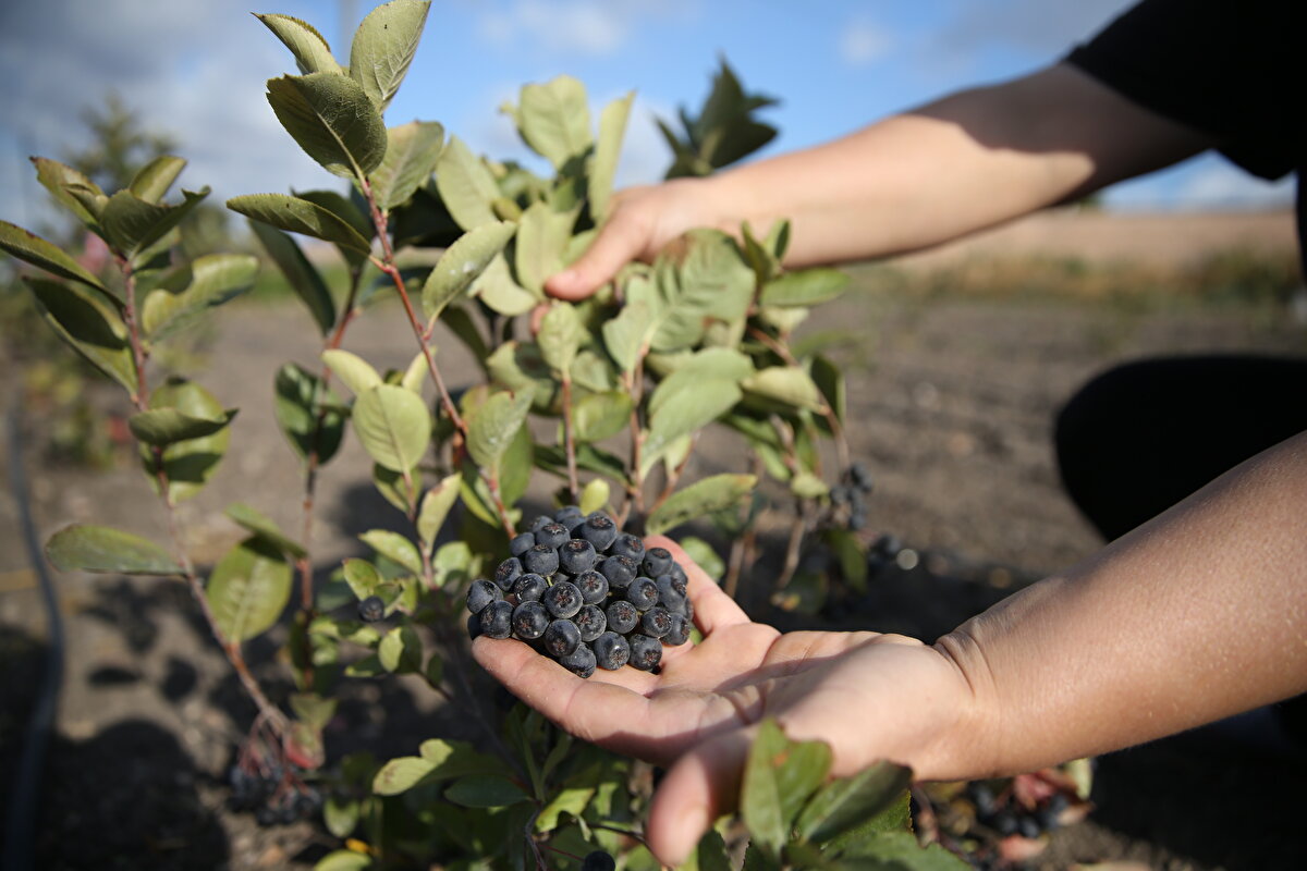 Aronya üretimiyle ilgili bilgi veren Durmuş, "Üretimimiz tamamen organik. Tarlada çıkan otlara bile ilaç atmıyoruz, elimizle koparıyoruz. Şu an 1 dönümlük alana ektim, daha ilk senem.