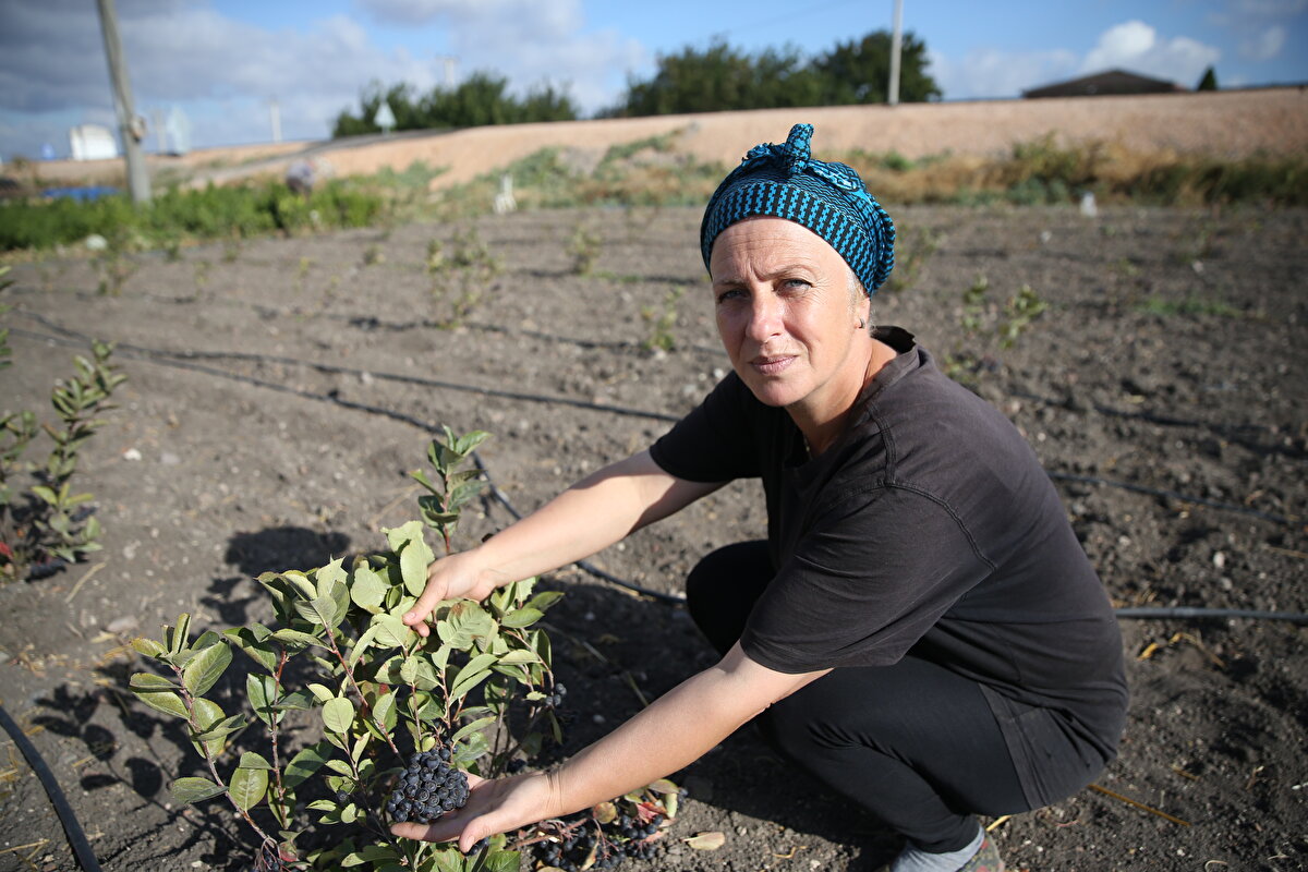  Normalde meyve vermemesi gerekiyordu ama meyvelerim çok güzel yetişti. İlk yılımda çok güzel ürün aldım. Önümüzdeki yıl Allah nasip ederse bunun daha fazlasını alacağım." ifadelerini kullandı.