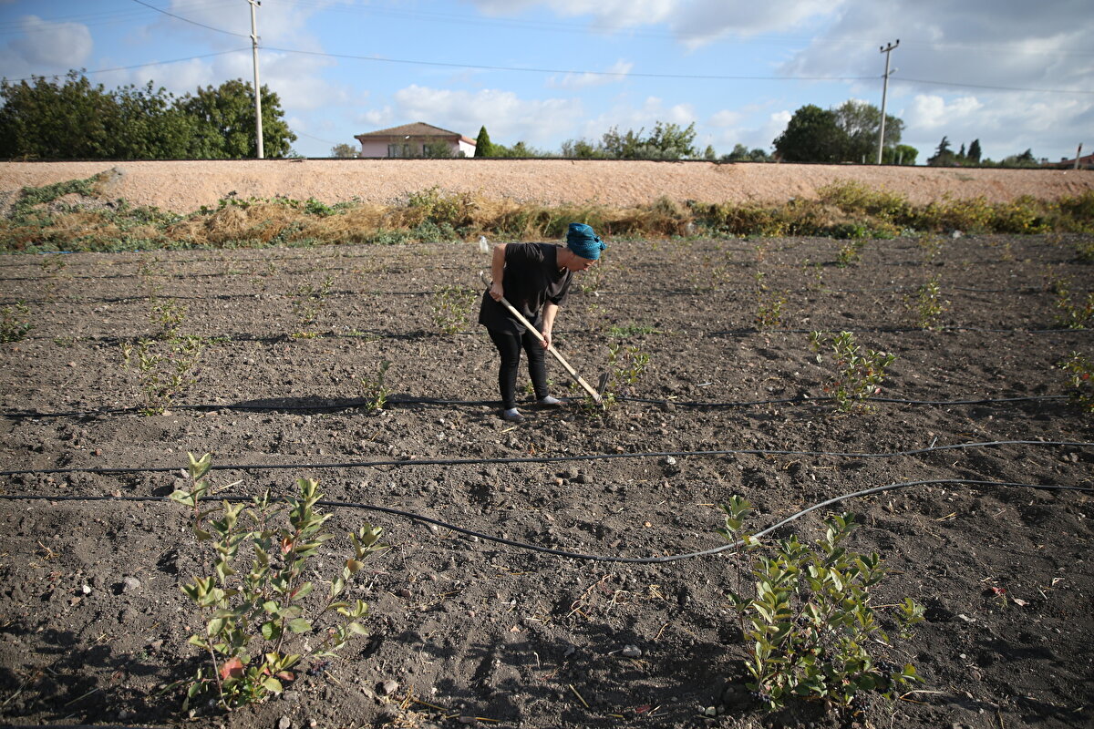 Armin Durmuş da aronya fidanlarını kimseden yardım almadan annesi ve kardeşiyle diktiklerini ifade etti.