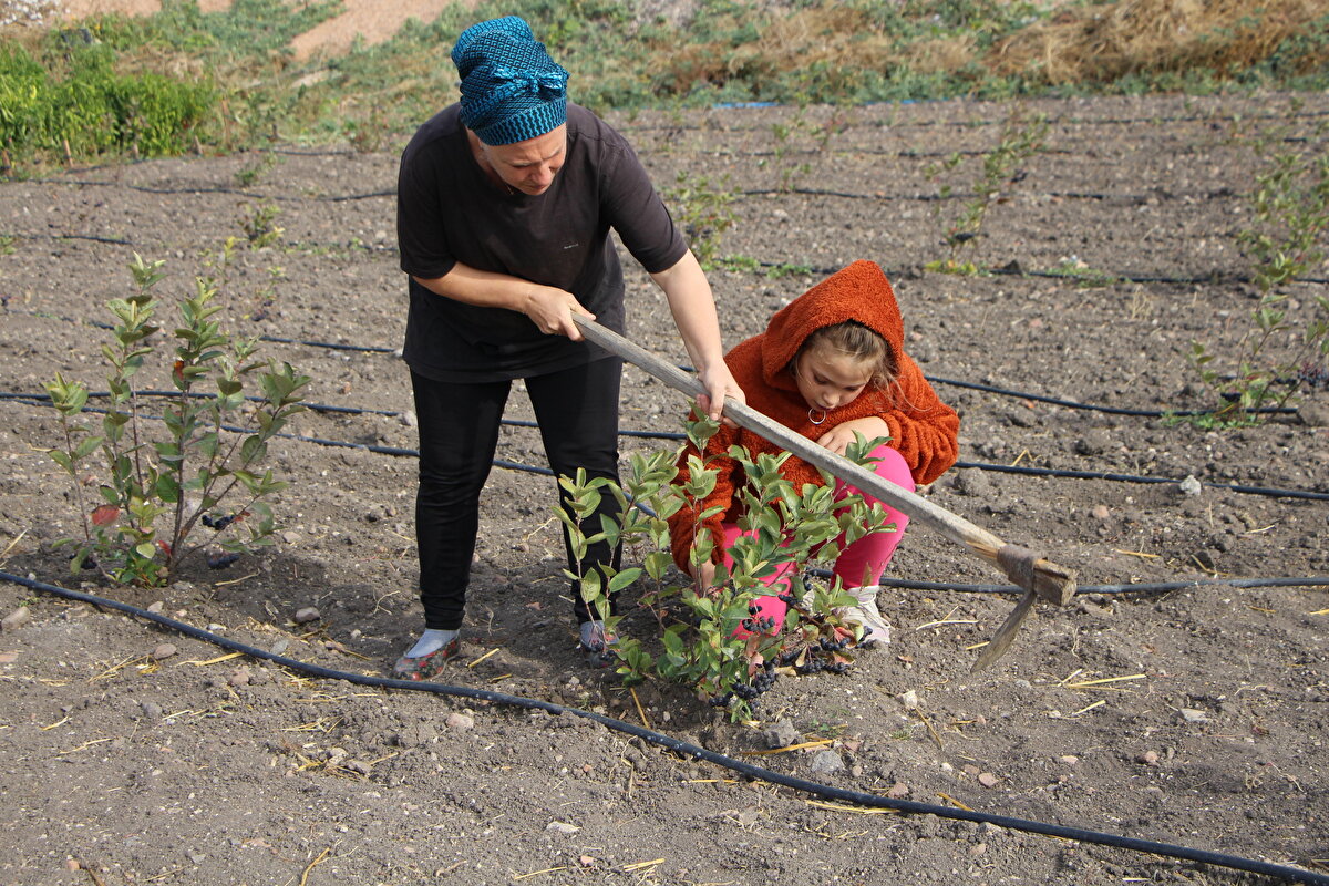Antioksidan açısından zengin, mor üzümsü çalı meyvesi olan aronya yetiştirmek için bir dönüm tarla kiralayan Durmuş, çevre il ve ilçelerden gelen siparişleri karşılıyor. Kadın girişimci, ürünü ihraç etmeyi de hedefliyor.