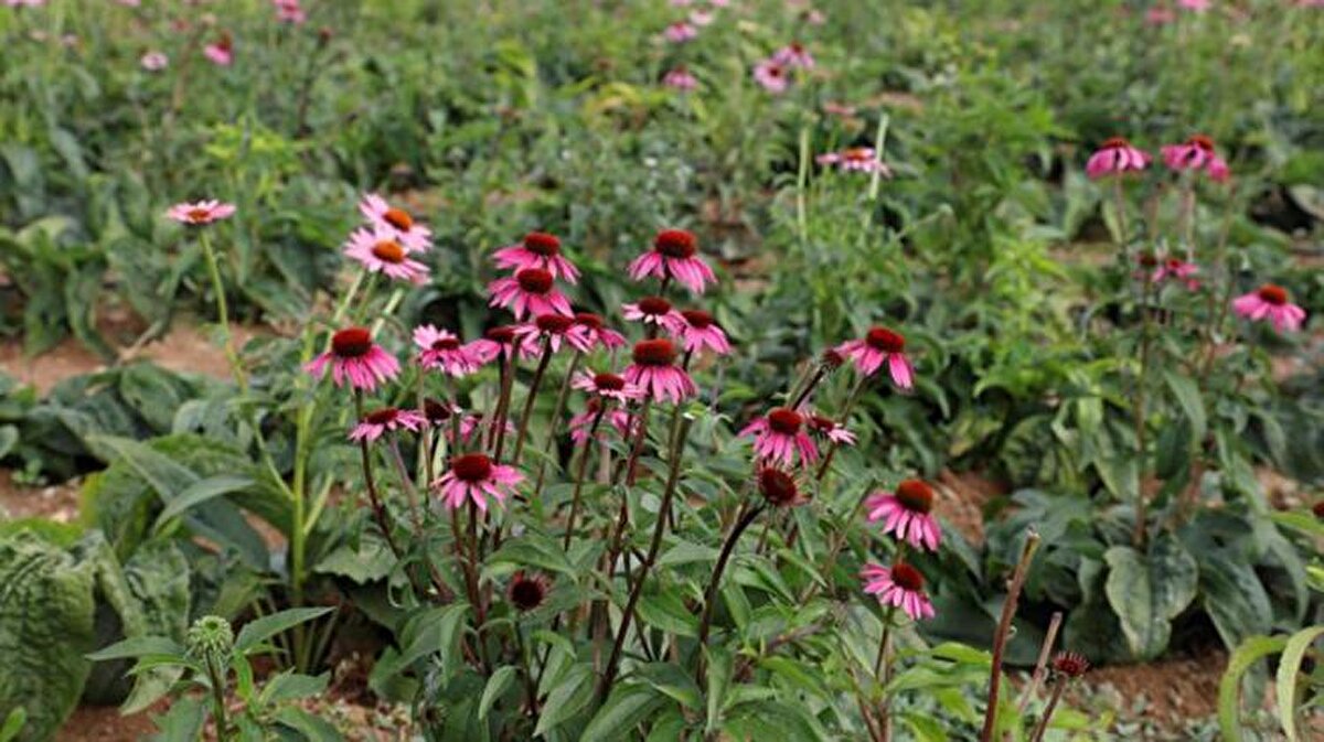 Böylece hem ekinezya bitkisi hem de balından para sağlanabiliyor. Ekinezya kozmetik sektöründe kullanılıyor ve çay olarak tüketilebiliyor. Ekinezya çayının kilogram fiyatı 250 lira civarında.<br>