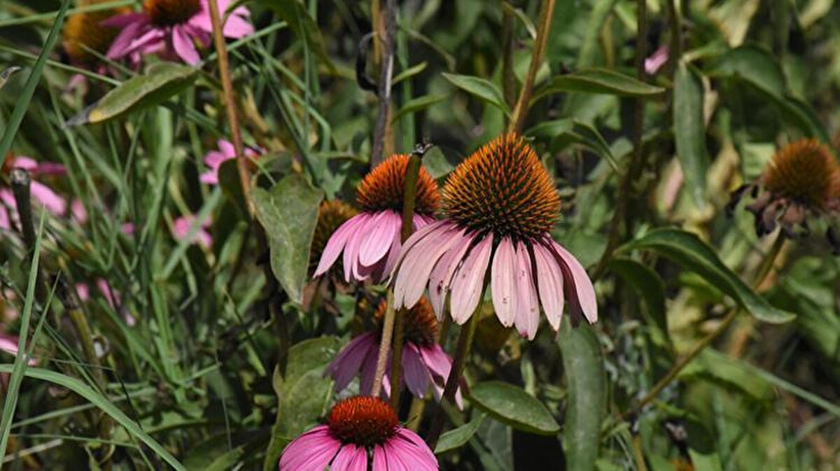 Tıbbi ve aromatik bitki sınıfında yer alan ve ‘kirpi otu’ olarak da bilinen ekinezya ile yılda 5 kez para kazanmak mümkün. Çok fazla masraf gerektirmeyen, sadece ilk yıl emek isteyen bir bitki.<br>