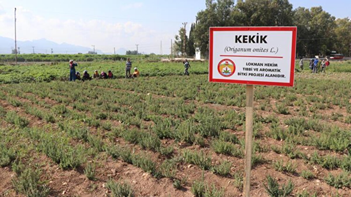 Ambalajlı kekiğin kilogram fiyatı 100 liradan başlıyor, kalitesine göre 200 liraya kadar çıkabiliyor. Kekiğin baharat olarak kilogram birim ihracat fiyatı ise 3.34 dolar. Türkiye, toprak yapısının uygunluğu nedeniyle en fazla kekik üreten ve ihraç eden ülke. Kullanım alanları ağırlıklı baharat, ilaç, kozmetik ve kimya sektörü.<br>