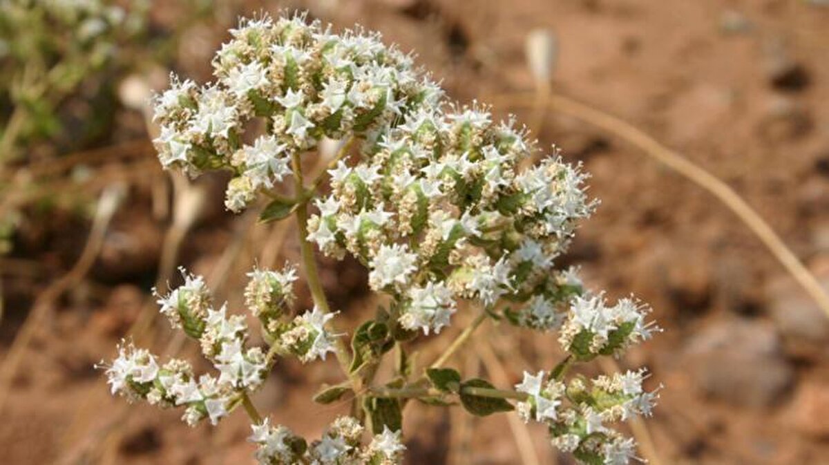 Türkiye’de tescilli 8 çeşit kekik var. 10 dekarlık bir arazide yapacağınız yatırımın tutarı 7 bin 200 lira. Yıllık işletme gideri 11 bin 566 lirayken yıllık işletme geliri ise 27 bin 662 lira. Kekikten, 10 yıllık proje ömrü boyunca net 161 bin lira gelir sağlanıyor. Dekara 8 bin adet fide dikiliyor. Bir yılda 3 kez biçim yapılabiliyor ve makine ile hasat mümkün.<br>
