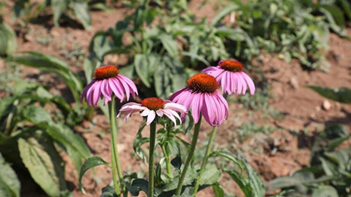 Yaş olarak kilogram veya demetlenerek satılıyor. Ekinezya bitkisinin bulunduğu bölgede arıcılık yapmak da mümkün. Arı kovanı konulduğunda ekinezya balı da elde ediliyor.<br>