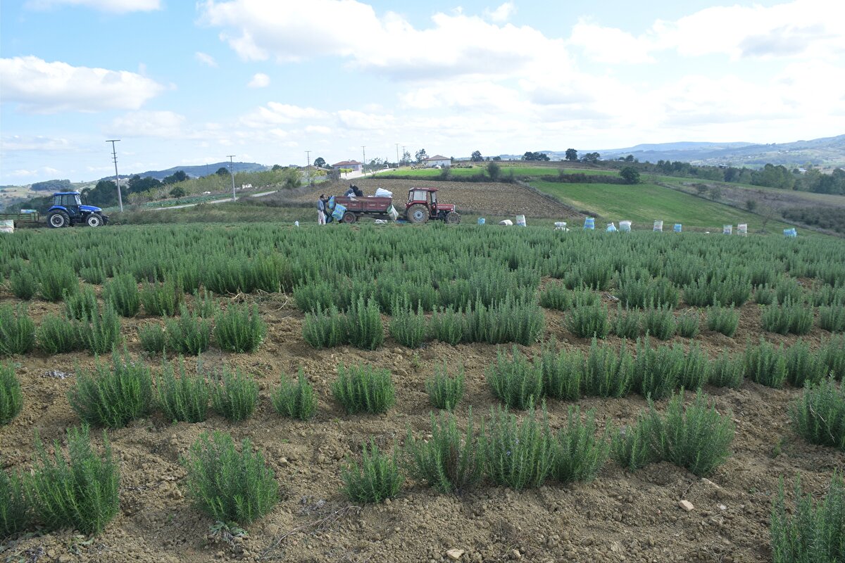 Yılda bir değil birkaç kez kazanç sağlamanız mümkün. Çünkü bu ürünler yılda 2 ve hatta 5 kez hasat edilebiliyor. Hem içeride hem de dışarıda pazar sorunu yok. Kısa sürede kendini amorti eden bu yatırımların daha da yaygınlaşması için devlet desteği de bulunuyor. İşte kendi işinizin patronu olmanıza katkı sağlayacak bazı örnekler...<br><br>