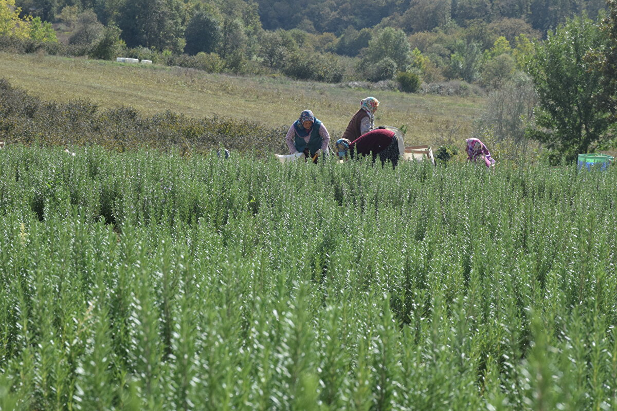 Oğul otu, diğer adıyla melisa bitkisinin yaprakları baharat ve bitki çayı olarak kullanılırken, uçucu yağının ise gıda sanayii, parfümeri, kozmetik, aromaterapi ve eczacılıkta kullanım alanı bulunuyor. 10 dekarlık bir arazide yapacağınız yatırımın tutarı 33 bin 200 lira.<br>