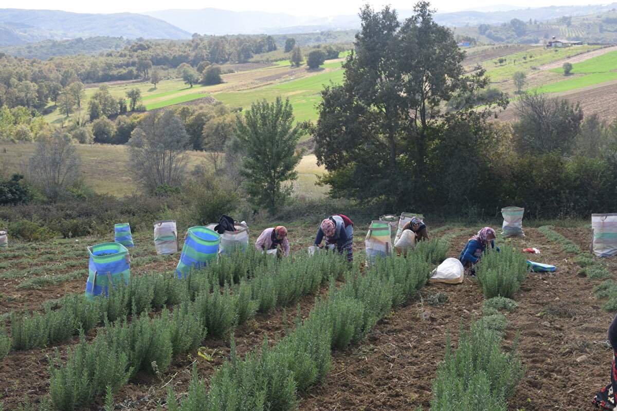 Posta'dan Gülten Uğurlu'nun haberine göre eğer kurak periyotlarda sulama yapılır ve gübrelenirse hasat sayısı daha artabiliyor.