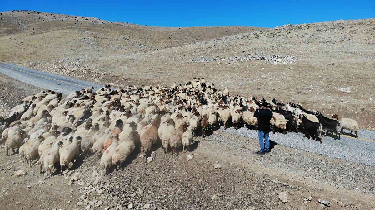 Malatya'da 3 ile 5 bin TL arasında maaşa ek sigorta, yiyecek, içecek ve barınma ihtiyaçlarının karşılanmasına rağmen üreticiler yerli çoban bulamıyor. Şu sıralar göçmen çobanlarla sorunu geçici olarak da gidermeye çalışan yetiştiricilerin en büyük endişesi ise mesleğin ileri de yok olması.