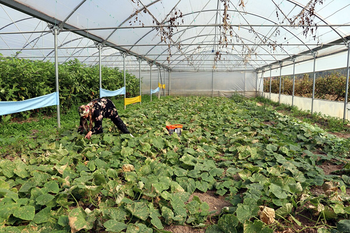 Emeğinin karşılığını aldığını ifade eden Gülmez, "Şehirden köye gelmenin mutluluğu içerisindeyim. Evimizi yaptık. 16 senedir burada kazanıyorum. 2016'da devlet destekli 1 dönüm sera yaptık. Bu serayla birlikte verimim arttı. Ürün çeşitliliği fazlalaştı. Yazın salatalık, domates, biber, patlıcan, dolma biber, kışın ise marul, tere, dere otu, pırasa ve ıspanak yetiştiriyorum" dedi.<br>