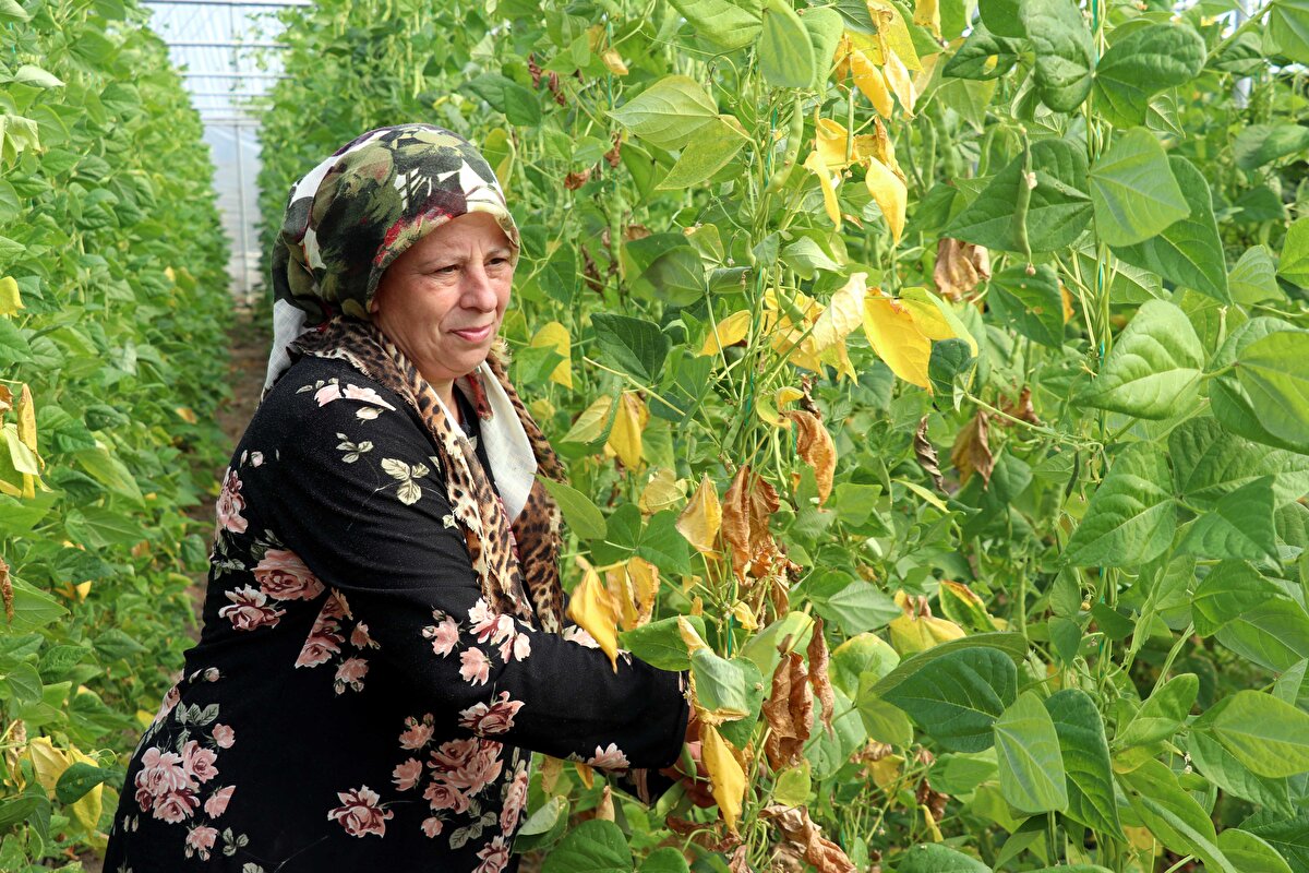 Gülmez, 1 dönüm alanda yetiştirdiği salatalık, domates, biber, patlıcan, marul, tere, dere otu, pırasa ve ıspanağı pazarlarda satarak aile bütçesine katkı sağlıyor.<br>