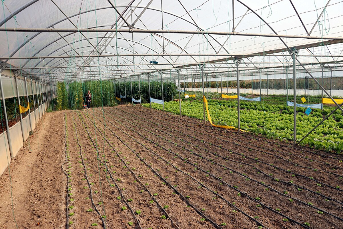 İşini geliştirmek için Tarım ve Orman Bakanlığının Genç Çiftçi Projesi'ne başvuran Gülmez, aldığı hibe desteğiyle serasını büyüttü.<br>