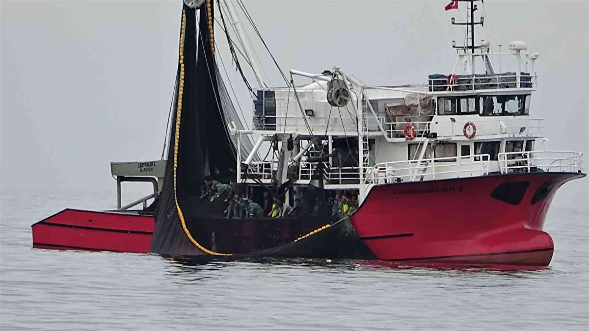 Bu zamana kadar körfezde bu kadar kalabalık balıkçı teknesi görmediklerini ifade eden vatandaşlar, "Bir anda her yer balıkçı tekneleriyle doldu. Tekneler ağları atıp tonlarca balık çekti. O kadar çok tekne vardı ki, kaç tane olduğunu sayamadık. Çok büyük hamsi sürüsü geldiğini söylediler. Balıkçılar da peşinden gelip tonlarca hamsiyi yakaladı" dedi.