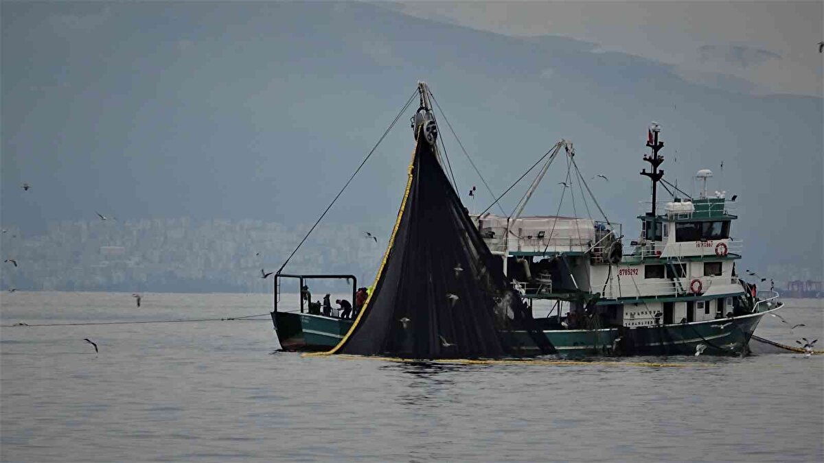 40 balıkçı teknesinin yaklaşık 40 bin kasa hamsi yakaladığı öğrenildi. Balıkçılar tanesi 15 kilo gelen bir kasa hamsiyi toptan 200 liradan sattı.