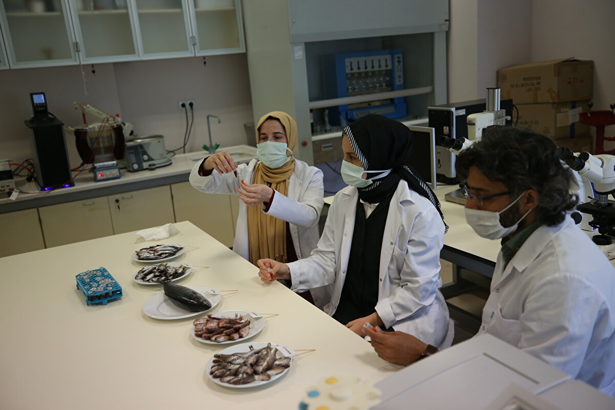 Araştırmaya göre, hamsinin omega 3'lerden özellikle EPA yağ asitince zengin, antioksidan özelliğinin yüksek olduğu ve antimikrobiyal özelliğinin bulunduğu ortaya kondu. Hamside, esansiyel amino asitlerden lisin, lösin ile özellikle çocuklar için esansiyel olan arjinin ve histidinin yüksek olduğu belirlendi.<br>