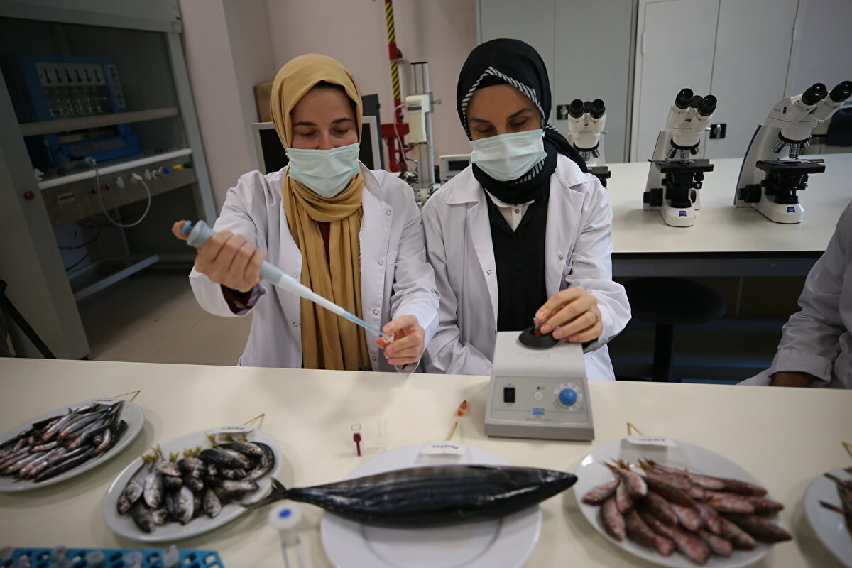 Ordu Üniversitesi Gıda Mühendisliği Bölümü Dr. Öğretim Üyesi Sümeyye Şahin, Araştırma Görevlisi Dr. Ömer Faruk Çelik ile Araştırma Görevlisi Melike Demirkol'un yaptığı araştırmada dip balık türlerinden mezgitin çok az yağlı, palamutun ise protein değerlerinin yüksek olduğu belirlendi.<br>