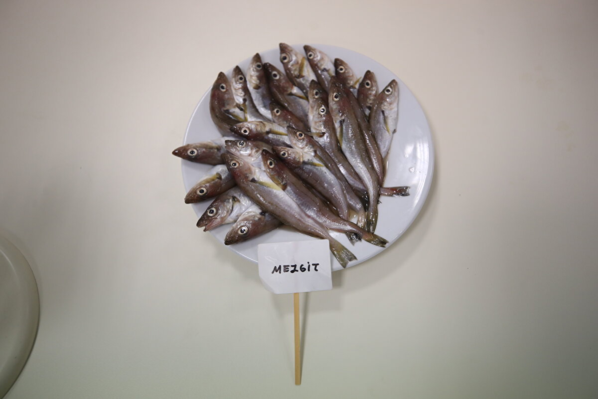 Mezgitin proteince ön plana çıktığını, ancak yağsız bir balık olduğundan omega 3 kaynağı olmadığını aktaran Şahin, "Genelde doktorlar omega 3 ve özellikle D vitamini için hastalarına balık tüketmelerini tavsiye ediyor. Ancak her balığın bunu karşılamadığını, yağlı balık tüketimiyle bunların karşılanabileceğini, halk arasında mezgidin yağlı bir balık olarak bilindiğini, yapılan araştırmada ise bunun böyle olmadığını gördük" diye konuştu.<br>