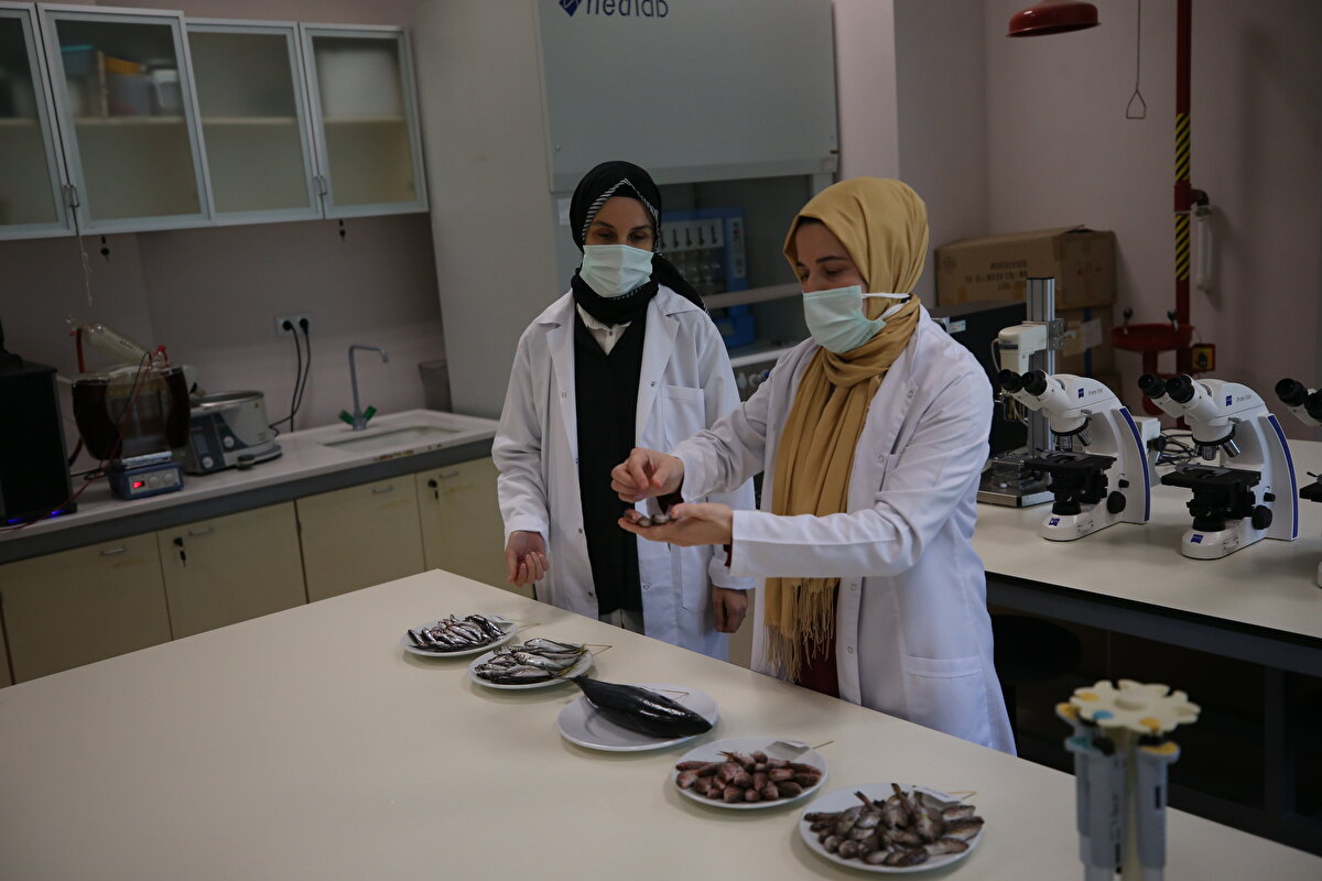 Ordu Üniversitesi Gıda Mühendisliği Bölümünce bölgede en çok avlanan hamsi, istavrit, mezgit, palamut ile barbun üzerinde kimyasal bileşenin ve biyoaktif (fonksiyonel) özelliğinin belirlenmesine yönelik çalışma başlatıldı.<br>