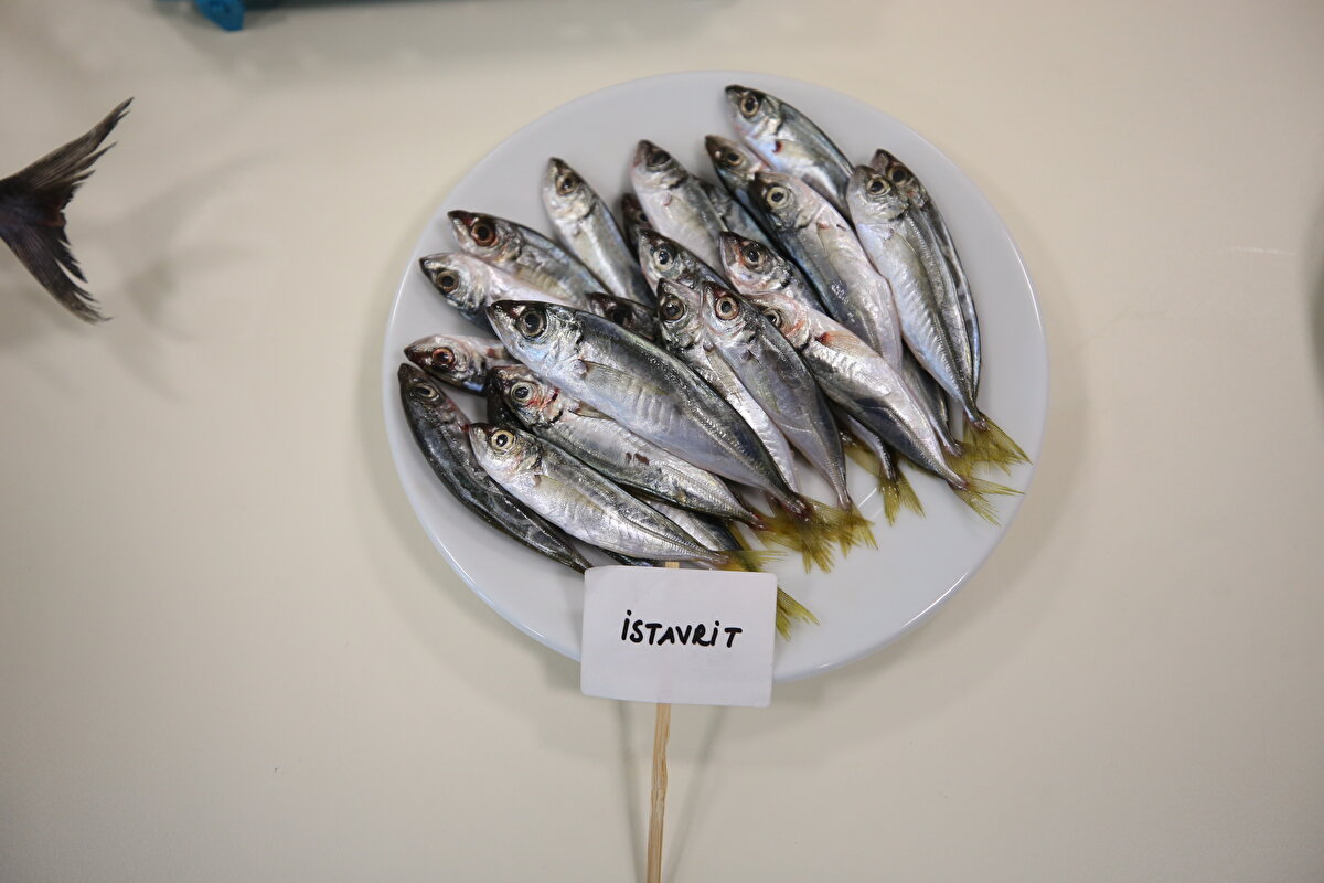 Balıkların beden sağlığı ve vücudun dokularının yenilenmesi için faydalı olduğunu belirten Demirkol, yaptıkları araştırmada, hangi balık çeşitlerinde ne gibi besin değerinin fazla ya da az olduğunu çalışmada gördüklerini dile getirdi.<br>