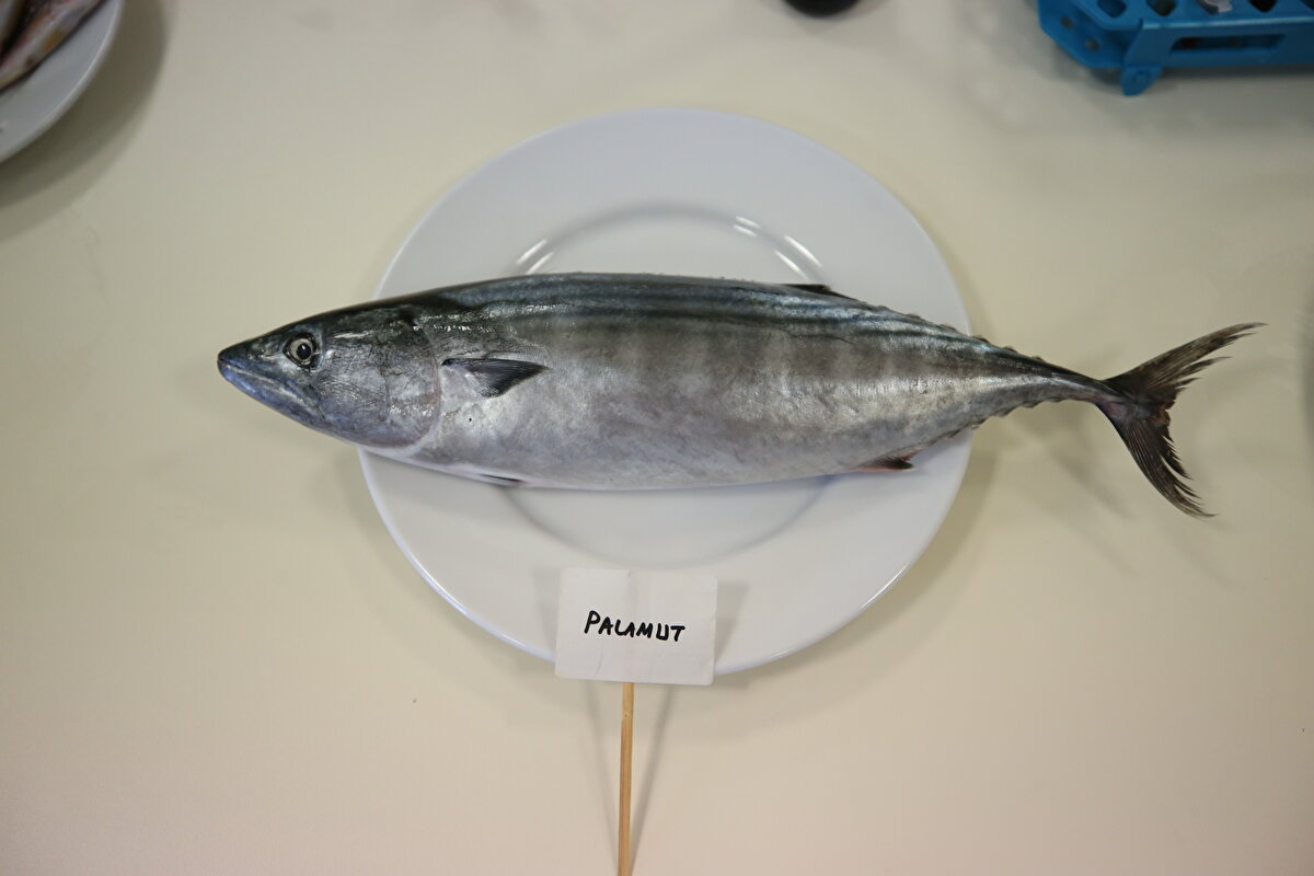 Balıklardaki biyoaktif bileşiklerin bağışıklık için önemine değinen Şahin, bu bileşiklerin beyin için de faydalı, iltihap önleyici ve çeşitli kanser türlerine karşı koruyucu özellikleri olduğunu vurguladı.<br>