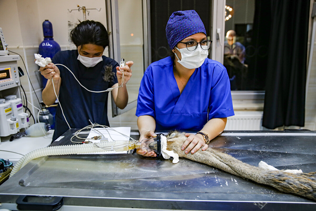Deve kuşunu besleyip bakımını yaptığını belirten Oğrak şöyle konuştu: "Komşularım verdikleri otların arasına bıçak düştüğünü söyledi. Ben de deve kuşum bıçağı yutmuştur diye endişe ettim. Çünkü her şeyi yutabilir. Diyarbakır'a getirdim, ameliyat ettiler. Bir bıçak beklerken 40 parça çıktı. Dilerim sağlığına kavuşur."<br>