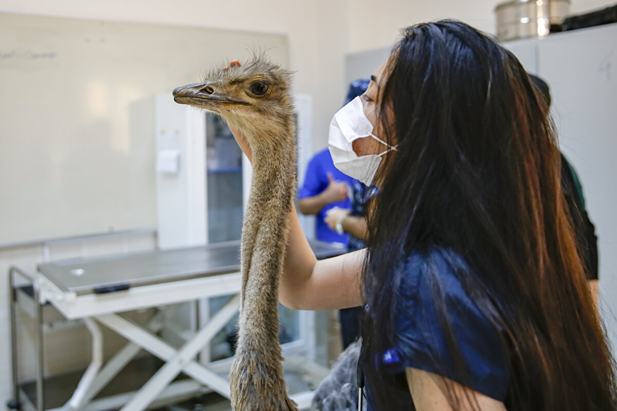 Fakültede ilk defa bir endoskopik muayene yaptıklarını ve yabancı cisimleri mide içerisinde saptadıklarını bildiren Yayla, "Bu bulgulara dayanarak operasyon kararı verdik. Bu tür vakalara her zaman kapımız açık, imkanlarımız var." ifadesini kullandı.<br>