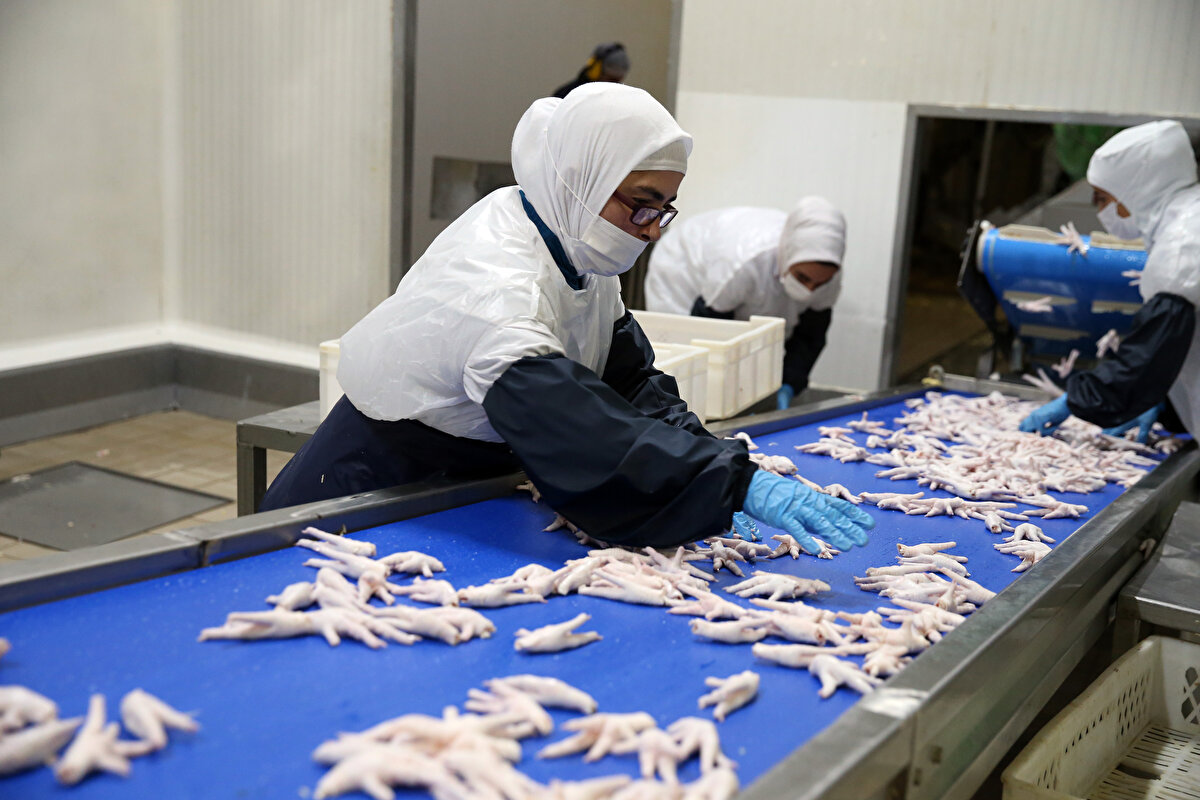 Çin'e ihracatın sorunsuz devam ettiğini kaydeden Gedik, şunları söyledi:  "Hedefimiz 2022 yılında Çin'e olan ihracat kapasitemizi daha da artırmak. Tavuk ayağı artık toplam ihracatımızın içerisinde çok küçük bir rakam kalmaya başladı. Çünkü Çin'e ihracatımızın yüzde 75'ini tavuk ürünleri oluşturuyor."<br><br>