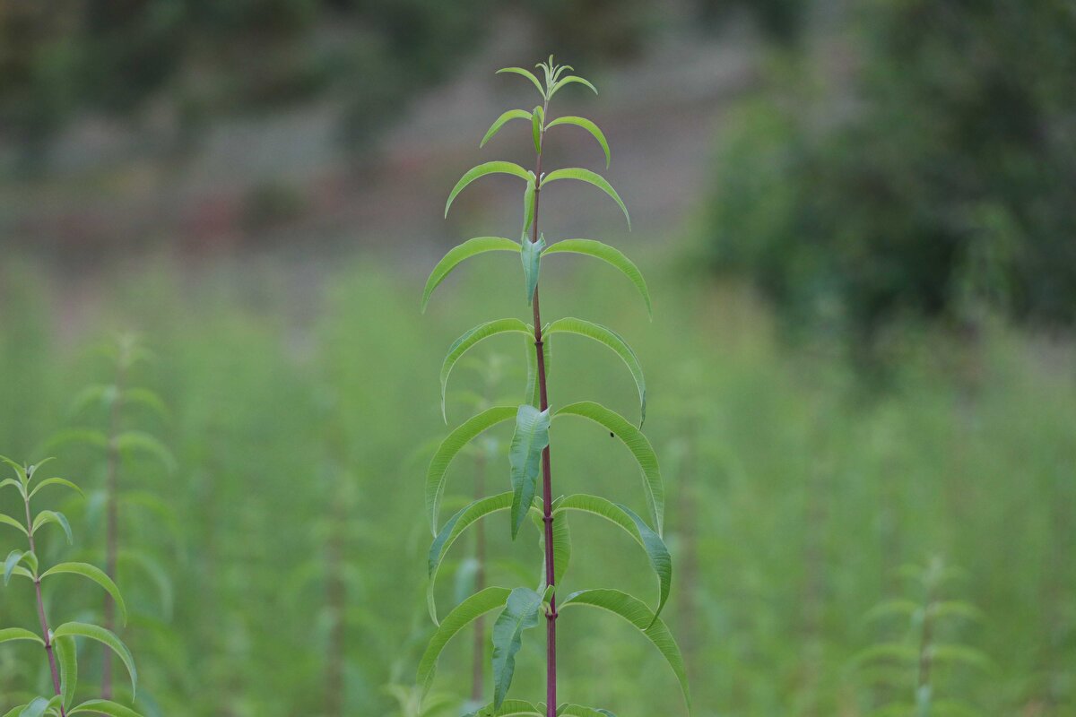 Yukarıçiftlik köyü Keten Mahallesi'nde çiftçi Mustafa Şirin, köyünde limon melisa üretmek için İl Tarım ve Orman Müdürlüğünden destek istedi. Yalova'dan getirilen 4 bin limon melisa fidesini eşiyle 2 dekar alana diken Şirin, mayıs sonunda ilk ürünlerini aldı.<br>