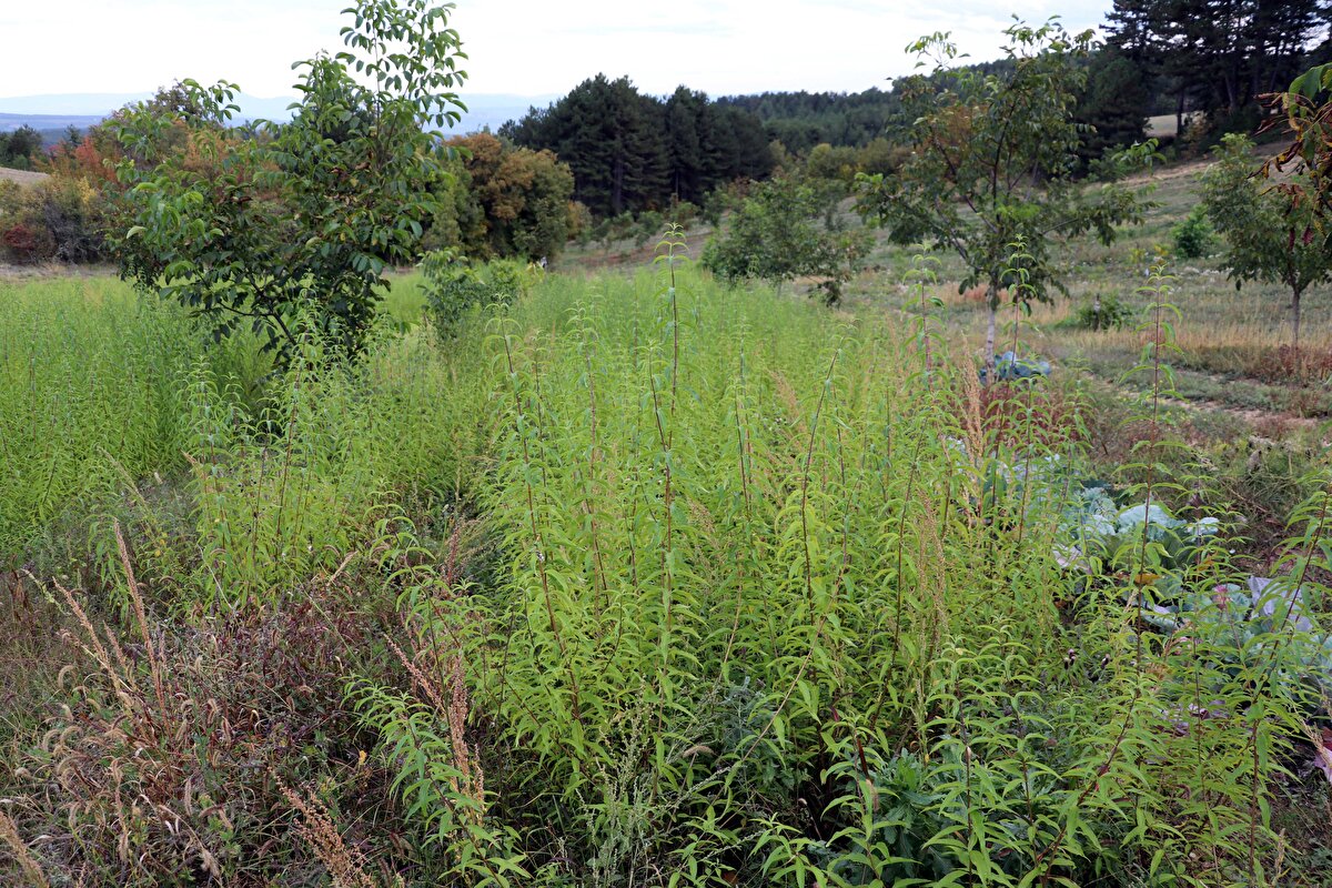 Mustafa Şirin, AA muhabirine, ikinci hasat çalışmalarının sürdüğünü belirterek, "2 dekar alandan 200 kilogram ürün elde ettik. Seneye üretimin 1 tonu geçeceğini tahmin ediyoruz. Seneye inşallah yağ üretimini de yapıp kolonya yapanlara satma imkanımız var." dedi.<br>
