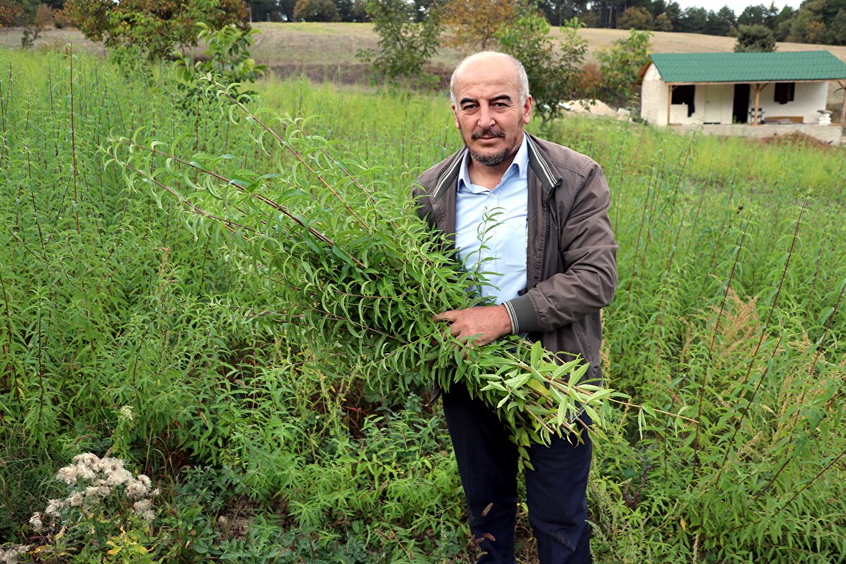 Şirin, hedefinin üretim alanını büyütmek olduğunu vurgulayarak, şunları kaydetti: "Geçen sene bir arkadaşım İran'dan 3 ton aldı, 120 bin lira verdi. Kalite yönünden bizimkiler daha iyi, yaprakları daha büyük, aroması daha iyi.<br>