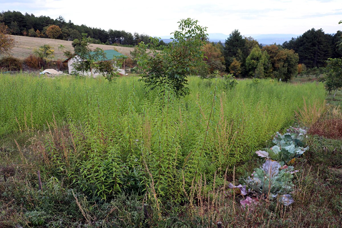 Limon melisanın kilogramının 300 liradan satıldığına dikkati çeken Şirin, "Limon melisa, yurt dışına da ihraç ediliyor. Ürünler İzmir üzerinden gidiyor.<br>
