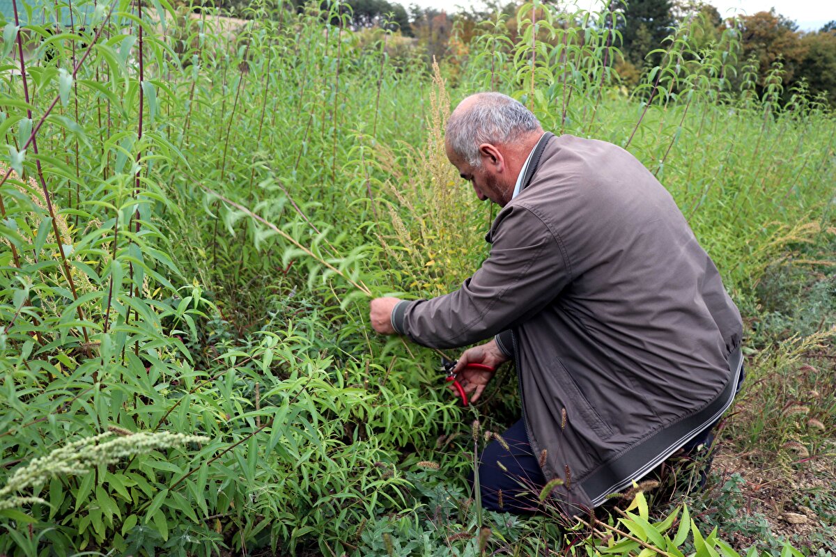 Şu anda benim üretimim iç piyasada. İstanbul'daki baharatçılara satıyorum. Hiçbir şekilde pazar sorunu yok, alıcısı çok. Yağını kolonya üreticileri de baharatçılar da alıyor." şeklinde konuştu.<br>