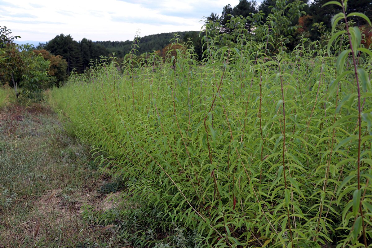 Bu sene 2 dekar alanda limon melisa ektim, seneye 30 dekar tarlam var, hepsine ekmeyi düşünüyorum. Üretimi 30 dekara çıkarınca ihracat hedefim var. 30 dekardan senelik 25 ton üretim oluyor. 25 ton iç piyasada da satılır ama ihracat daha iyi."<br>