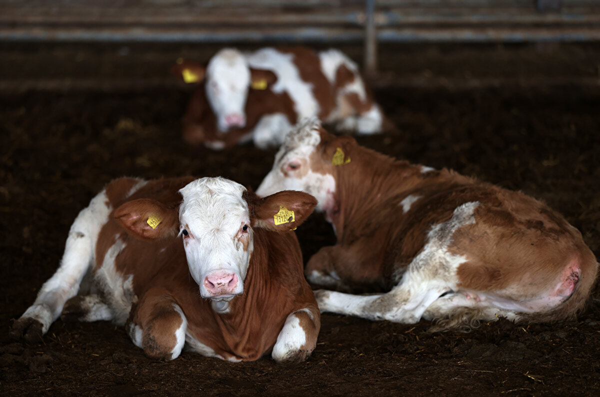 Sol, simental cinsi ineklerden kaliteli süt elde ettiklerini, sütün protein ve yağ oranının çok yüksek olduğunu bildirdi. İşe başladıklarında kendilerine farklı ırklardan inek önerildiğini dile getiren Sol, "Araştırdık, o cinslerin yüksek süt verimi var ama çok da kaliteli sütleri olmadığını gördük. Bu ırka yöneldik, bu ırkın hem et alma kapasitesi hem de süt veriminin çok iyi olduğunu gördük." dedi.<br>