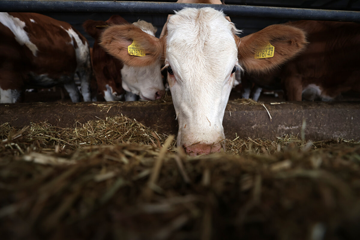 Biz burada yaşıyoruz ve çocuklarımız da burada yaşayacak. Bulunduğumuz yeri güzelleştirmek zorundayız. En iyi verimi yakalayarak en iyi işi yaparak, bu güzelleştirmeyi sağlayabileceğimizi düşünüyoruz. Zaman zaman dış etkilerden oldukça etkileniyoruz, mali olarak epey zorlandığımız dönemler oluyor ama biz yine işimizi yapmaya çalışıyoruz."<br>