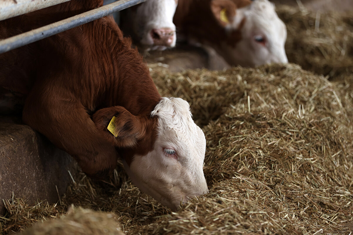 2017'nin sonlarına doğru da hayvanlar geldi ve o zamandan beri faaliyet gösteriyoruz. Burası büyük çoğunlukla bir aile çiftliği, biz birçok işi aile fertlerimizle birlikte yapıyoruz.<br>