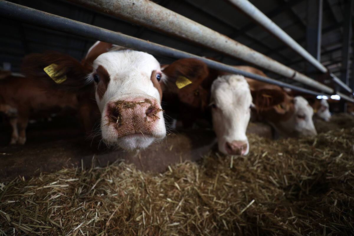 Çiftliğin sürekli denetlendiğini aktaran Sol, sütü perakende sattıkları için çiğ olarak piyasaya sunduklarını belirtti. Tarım ve Orman Bakanlığından "ari işletme" belgelerinin de bulunduğunu anlatan Sol, şunları kaydetti:<br>