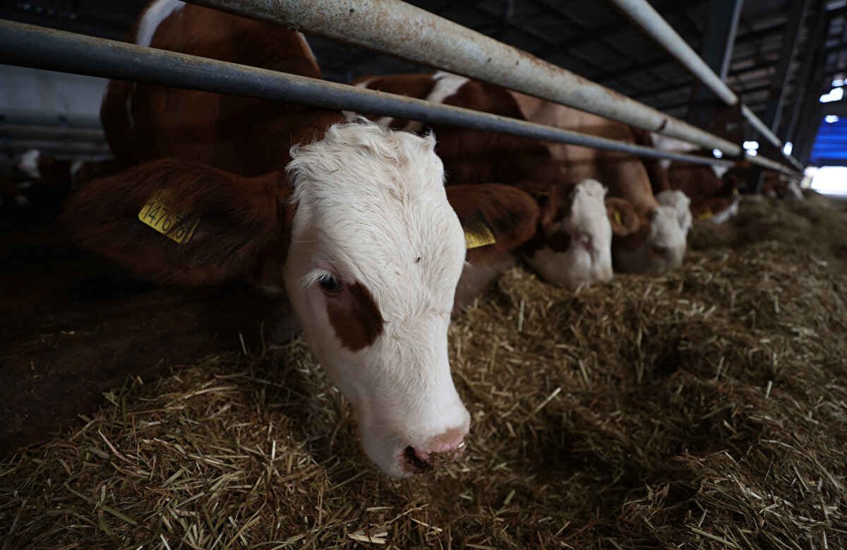 "Tarım ve Orman İl Müdürlüğü tarafından rutin olarak denetleniyoruz. Yılda bir veya iki defa olmak üzere kan testi ve deri testi alınıyor bütün hayvanlardan.<br>